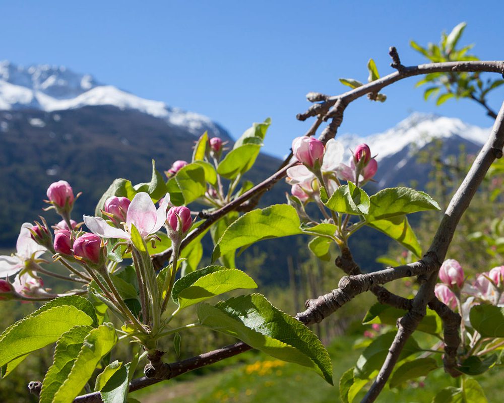 Apfelbluete Vinschgau