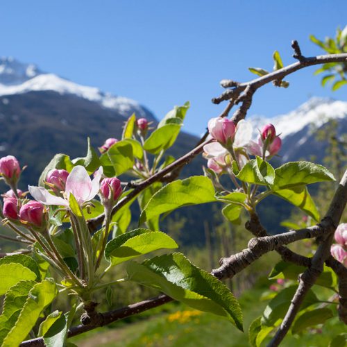 Apfelbluete Vinschgau