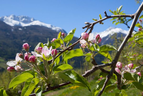 Apfelbluete Vinschgau