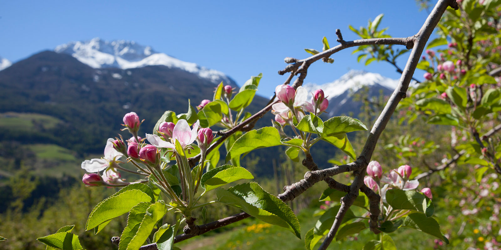 Apfelbluete Vinschgau